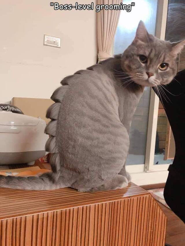 Bildschirmarbeiter - Picdump KW32 2021