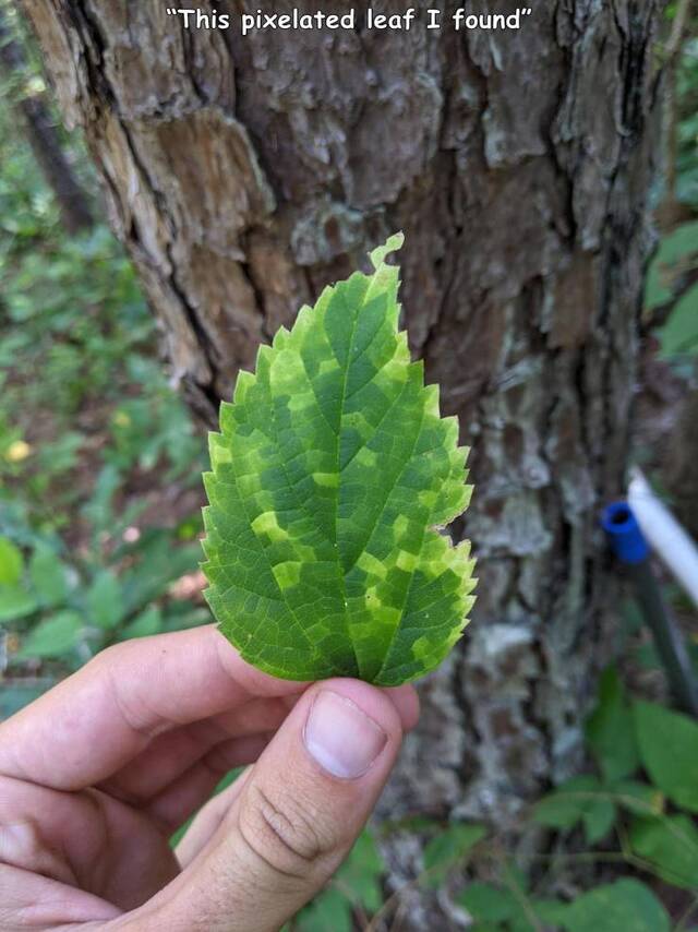 Bildschirmarbeiter - Picdump KW32 2021