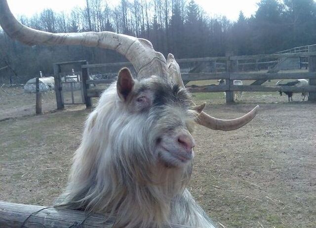 Bildschirmarbeiter - Picdump KW 32/2025