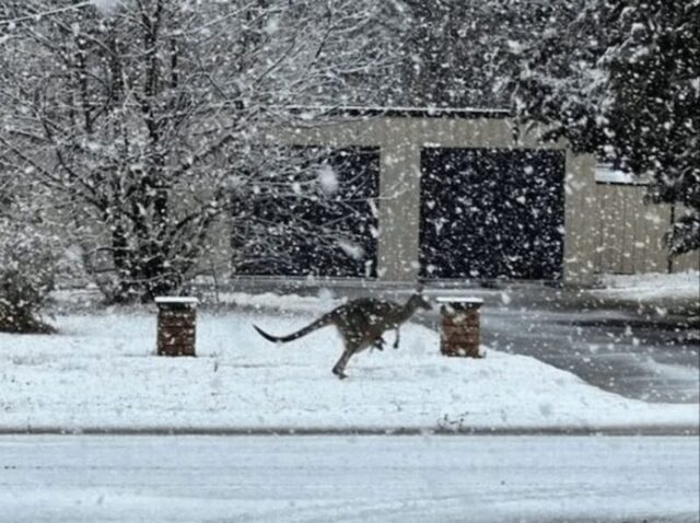 Bildschirmarbeiter - Picdump KW 32/2025