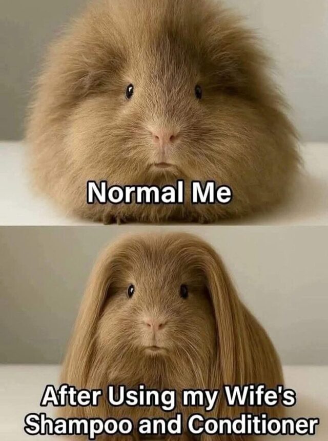 Bildschirmarbeiter - Picdump KW 32/2025