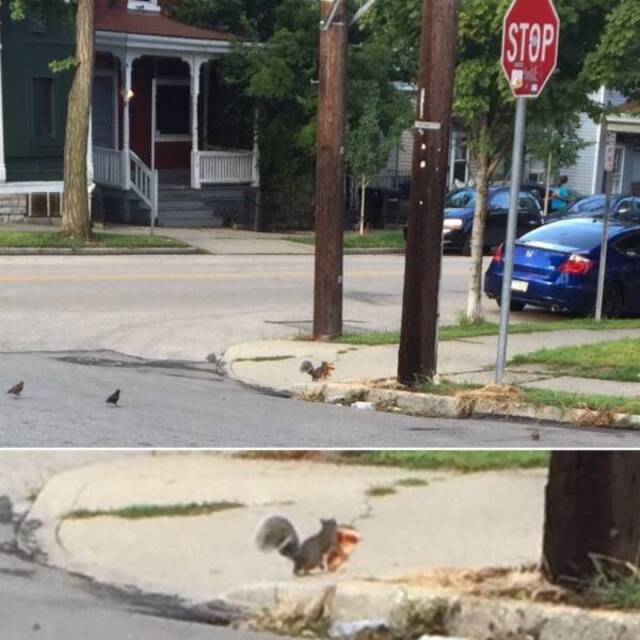 Bildschirmarbeiter - Picdump KW33 2020