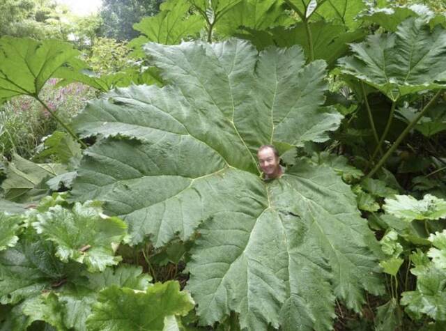 Bildschirmarbeiter - Picdump KW33 2020