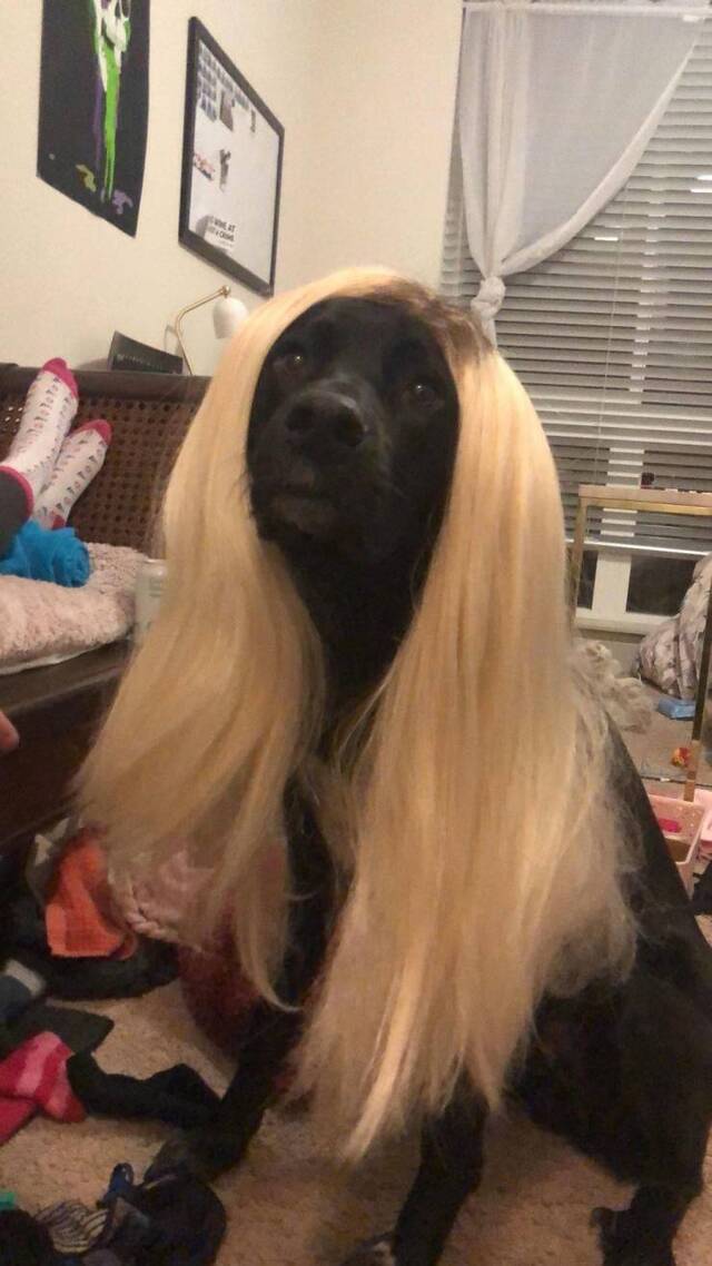 Bildschirmarbeiter - Picdump KW33 2020