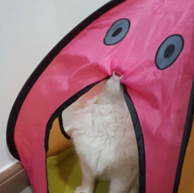 Bildschirmarbeiter - Picdump KW33 2021