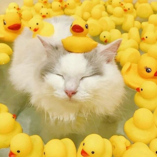 Bildschirmarbeiter - Picdump KW33 2021