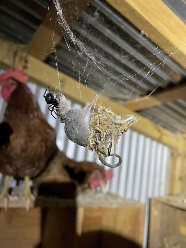 Nachschlag - Bildschirmarbeiter - Picdump KW 33/2022