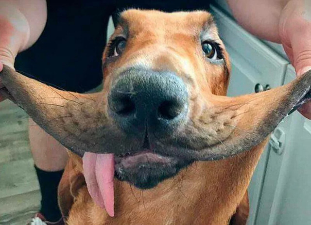 Nachschlag - Bildschirmarbeiter - Picdump KW 33/2022