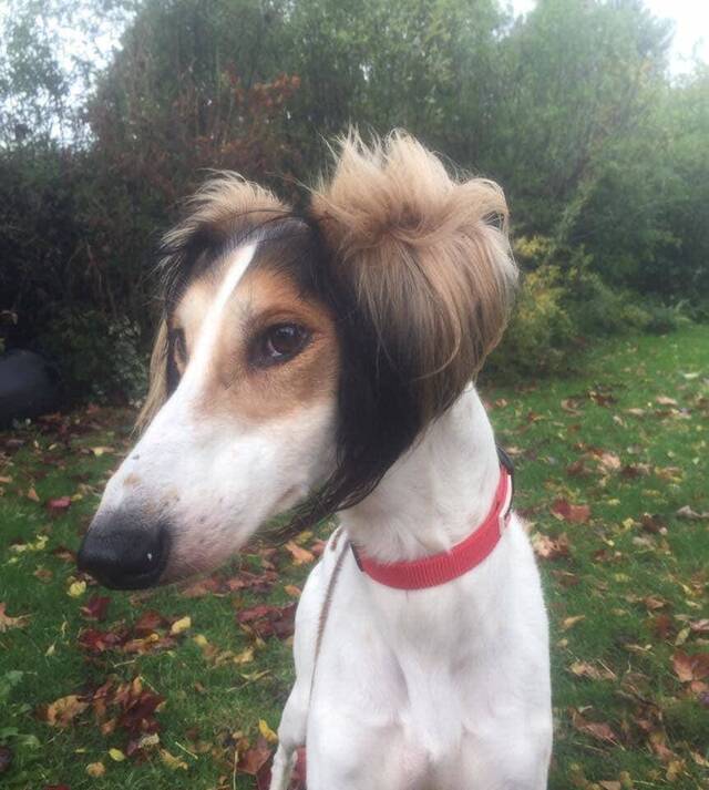 Bildschirmarbeiter - Picdump KW 33/2025