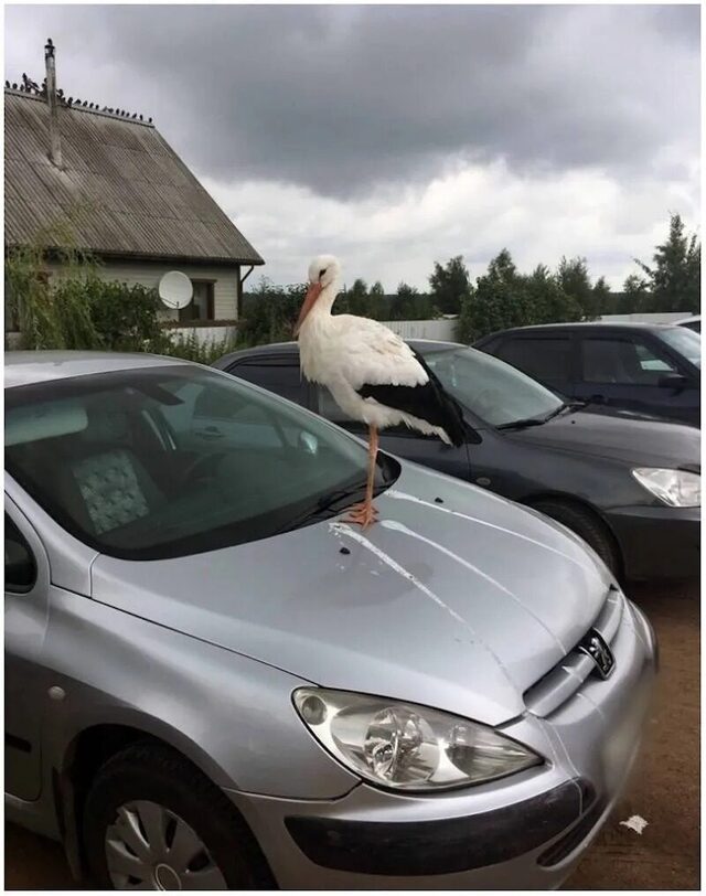 Bildschirmarbeiter - Picdump KW 33/2025