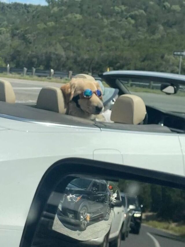 Bildschirmarbeiter - Picdump KW 33/2025