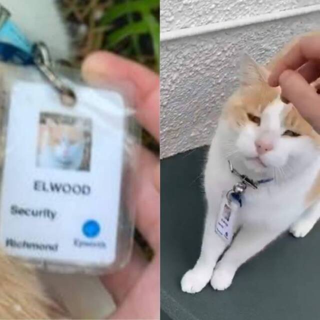 Nachschlag - Bildschirmarbeiter - Picdump KW34 2020