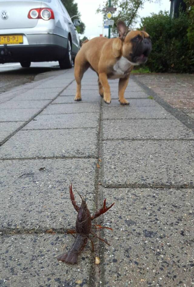 Nachschlag - Bildschirmarbeiter - Picdump KW 34/2022