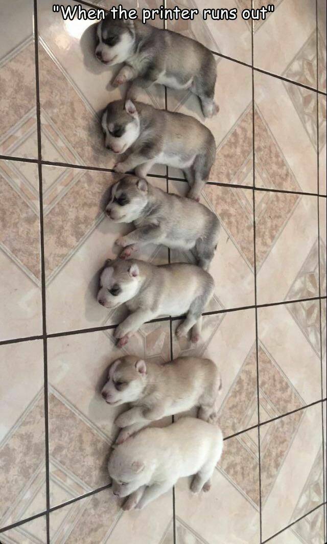 Nachschlag - Bildschirmarbeiter - Picdump KW 34/2022