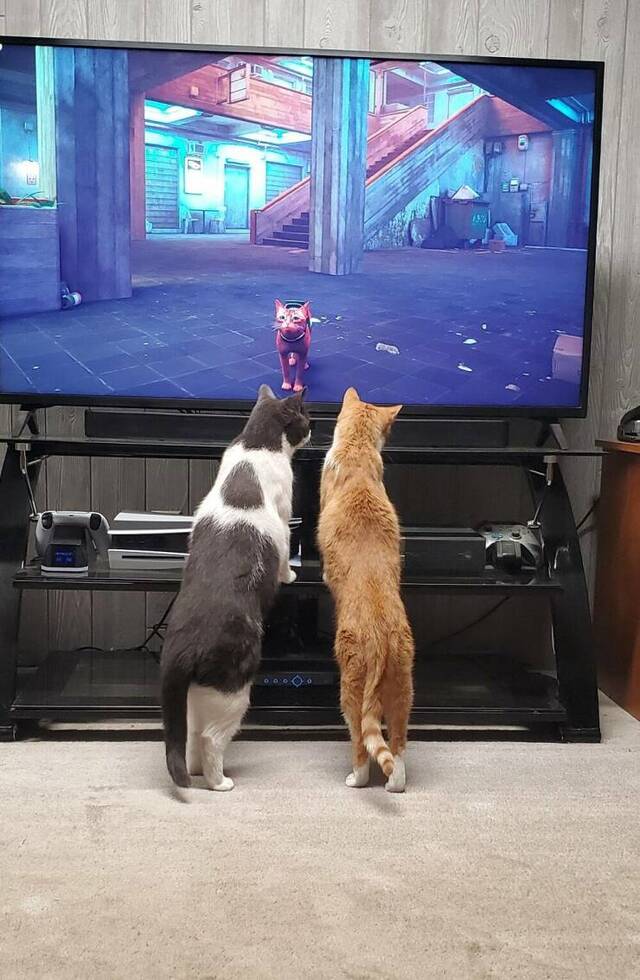 Nachschlag - Bildschirmarbeiter - Picdump KW 34/2022