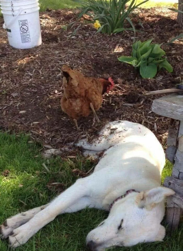 Nachschlag - Bildschirmarbeiter - Picdump KW 34/2022