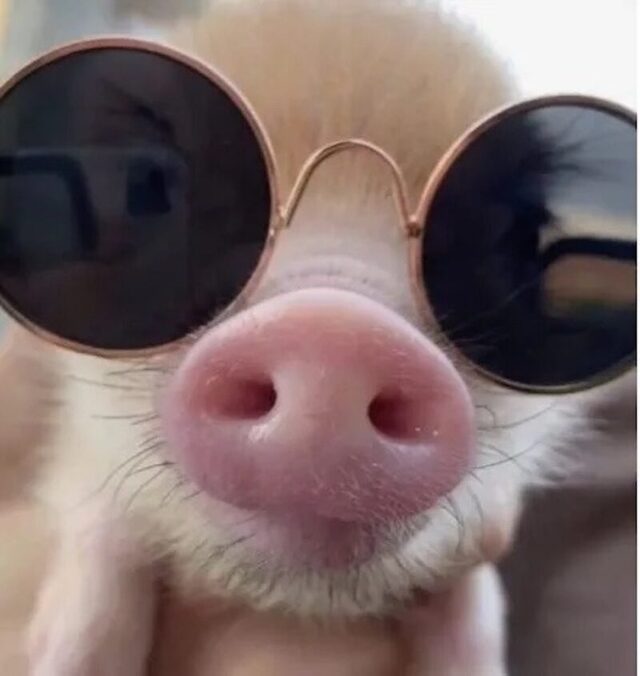 Bildschirmarbeiter - Picdump KW 34/2025