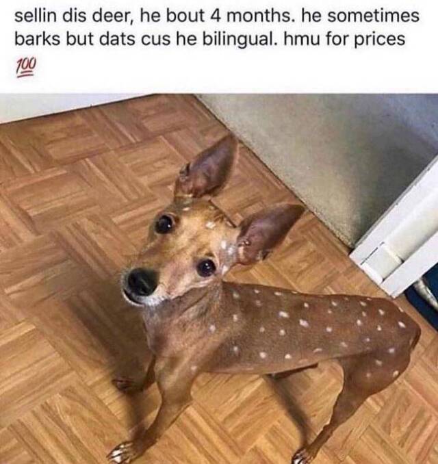 Bildschirmarbeiter - Picdump KW35 2020