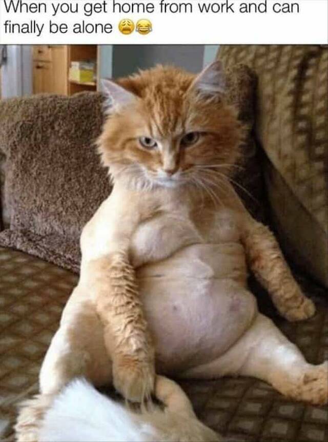 Bildschirmarbeiter - Picdump KW 35/2025