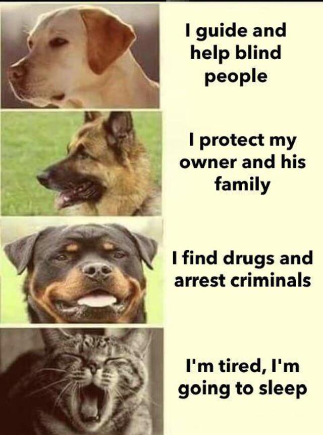 Bildschirmarbeiter - Picdump KW36 2020