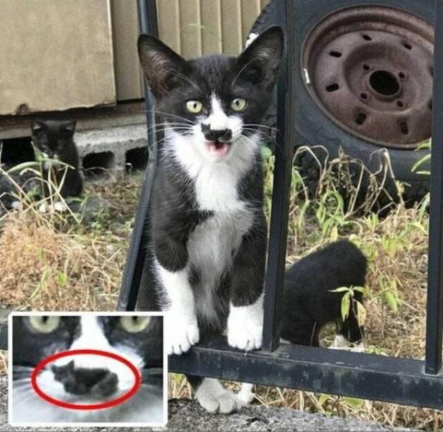 Bildschirmarbeiter - Picdump KW36 2020