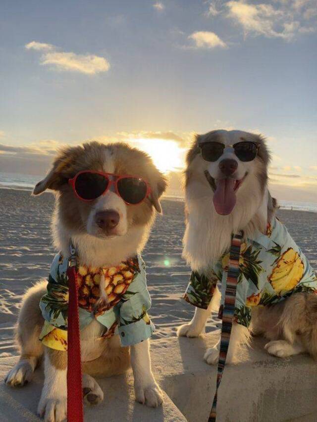 Bildschirmarbeiter - Picdump KW36 2020