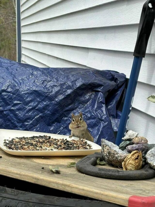 Bildschirmarbeiter - Picdump KW 36/2025