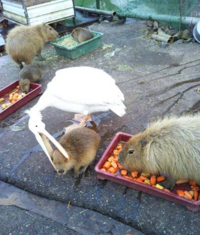 Bildschirmarbeiter - Picdump KW 36/2025