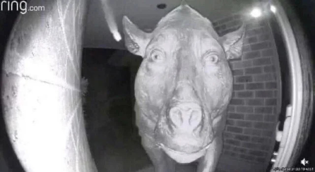 Nachschlag - Bildschirmarbeiter - Picdump KW37 2020