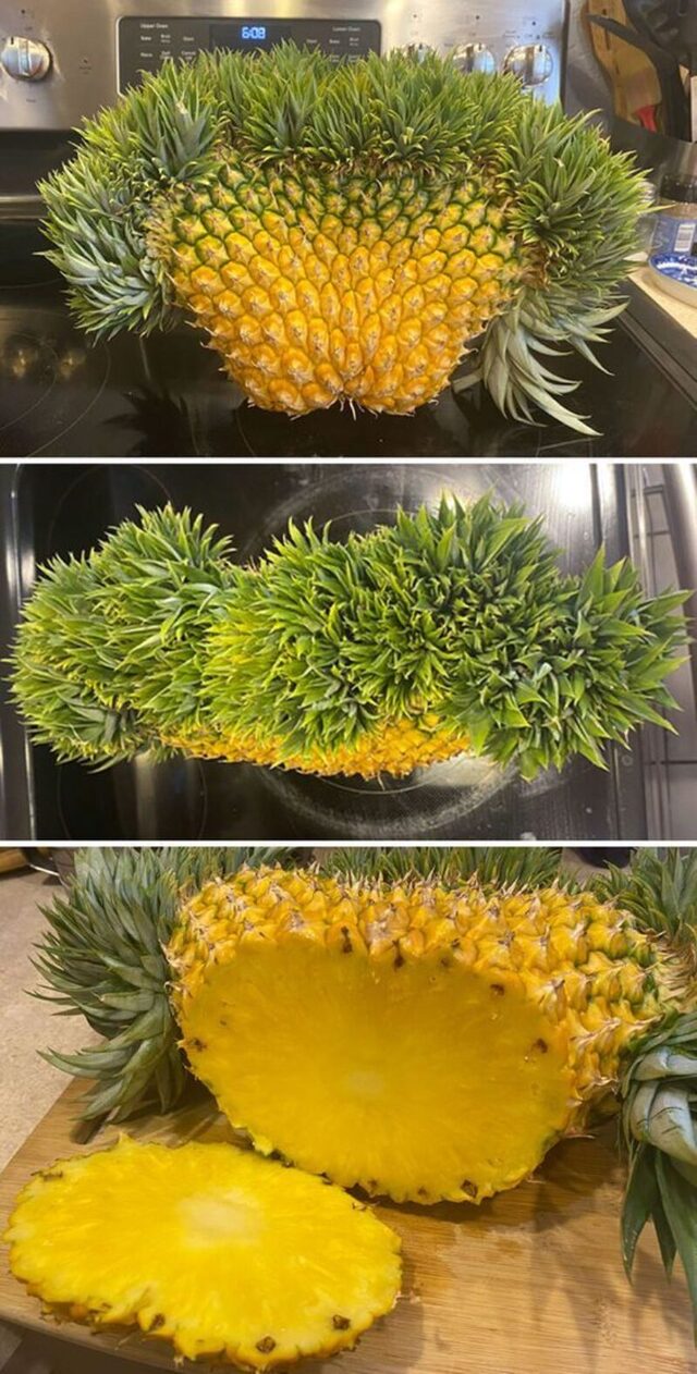 Bildschirmarbeiter - Picdump KW 37/2025