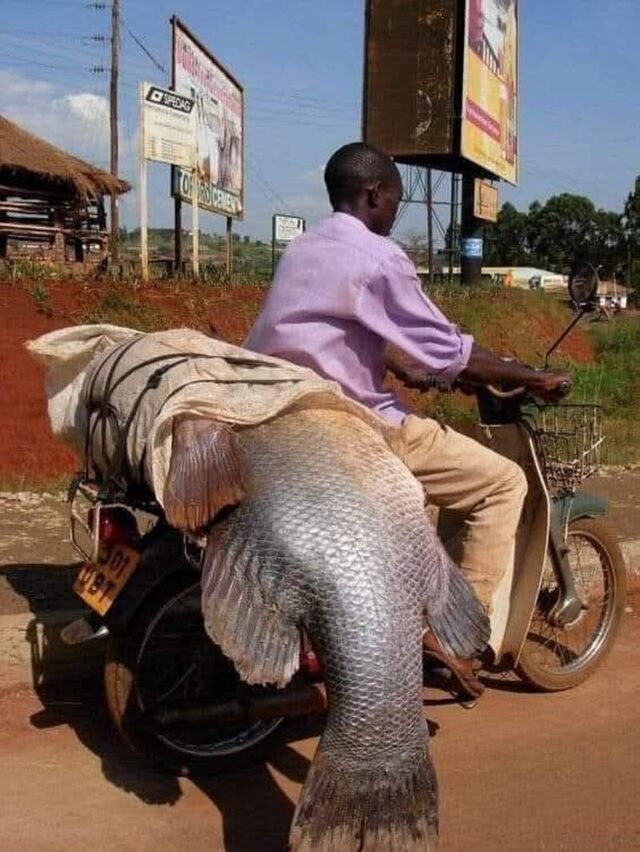 Bildschirmarbeiter - Picdump KW 38/2025