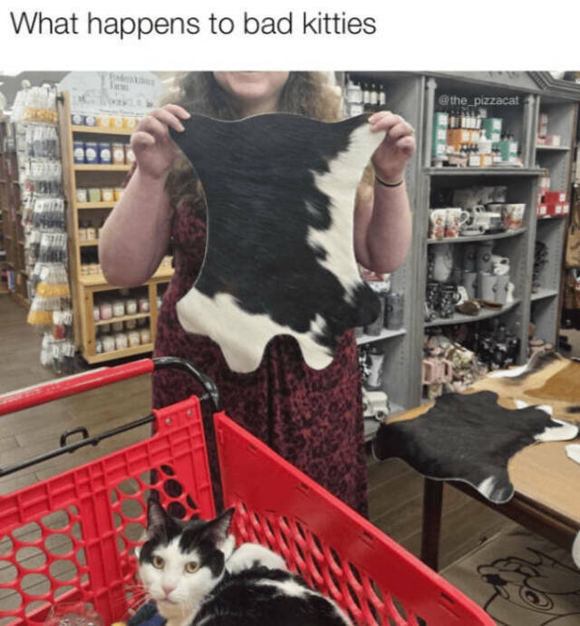 Bildschirmarbeiter - Picdump KW 38/2025