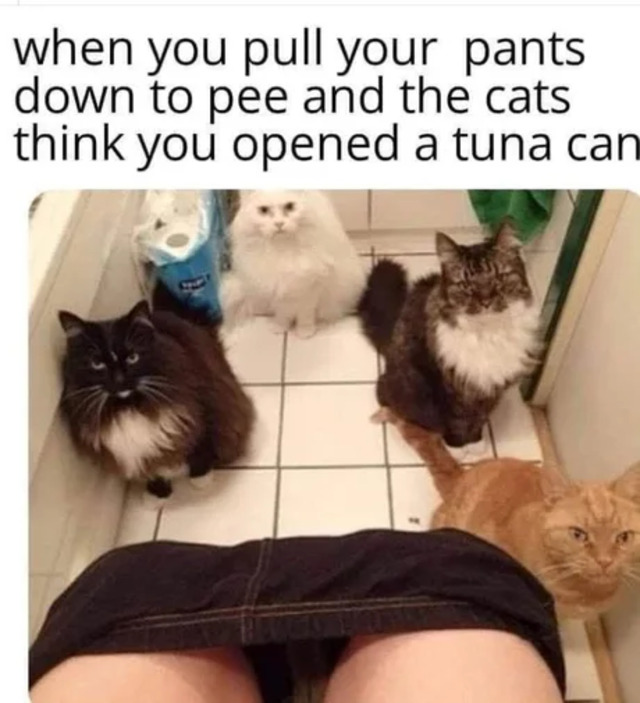 Bildschirmarbeiter - Picdump KW39 2020