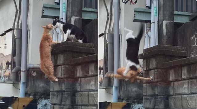 Bildschirmarbeiter - Picdump KW 39/2022