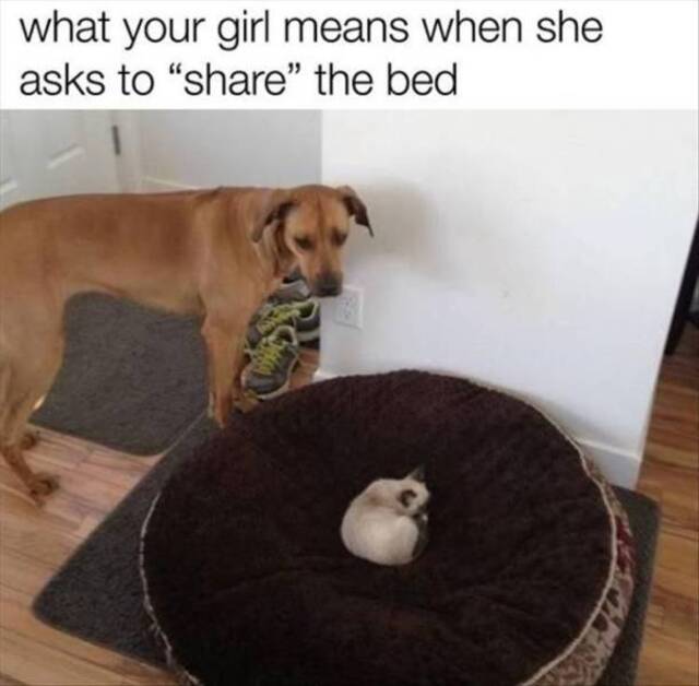 Bildschirmarbeiter - Picdump KW 39/2025