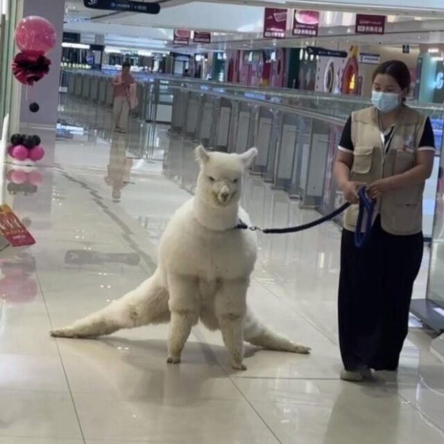 Bildschirmarbeiter - Picdump KW 39/2025