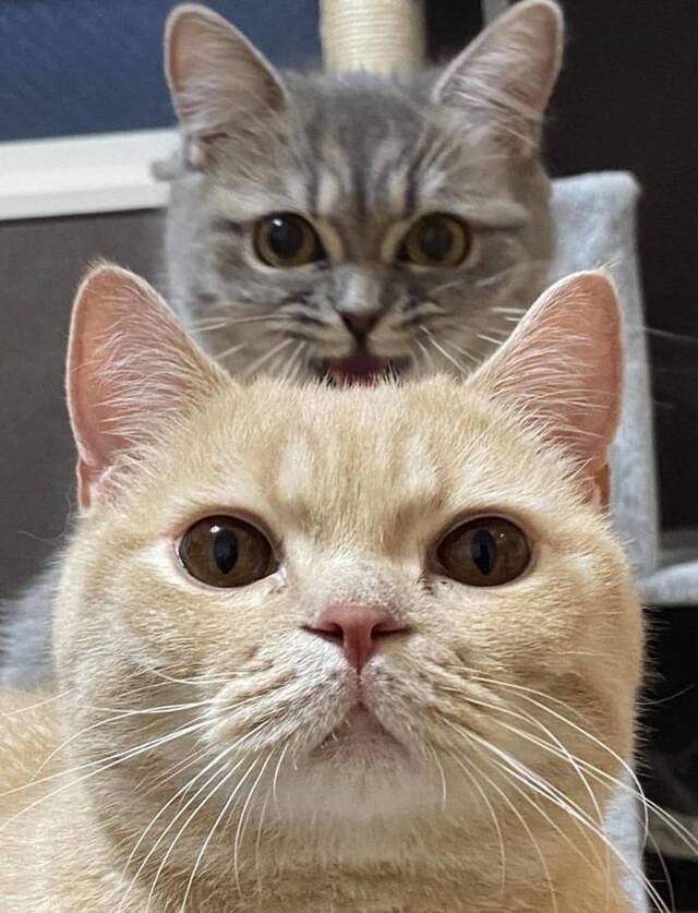 Bildschirmarbeiter - Picdump KW40 2020