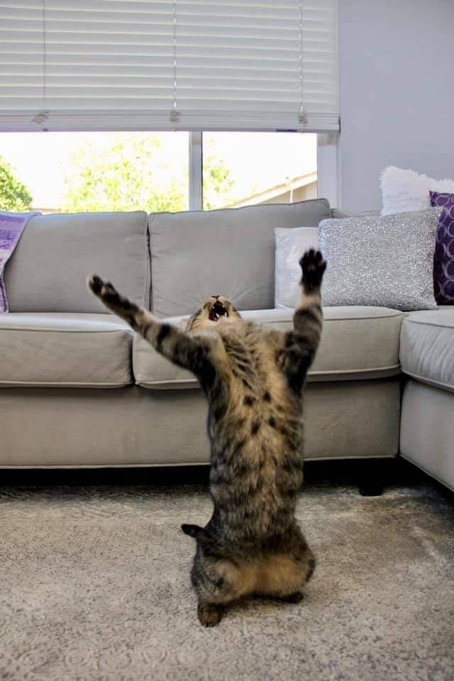 Bildschirmarbeiter - Picdump KW40 2020