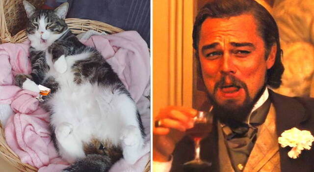 Bildschirmarbeiter - Picdump KW40 2020