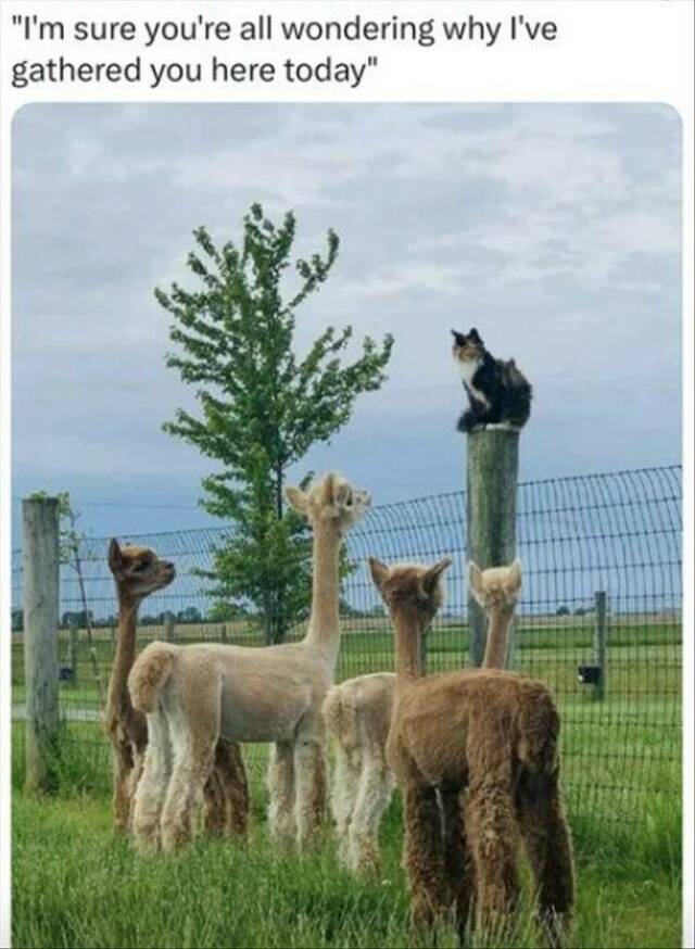 Bildschirmarbeiter - Picdump KW 40/2025