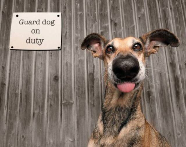 Bildschirmarbeiter - Picdump KW41 2020