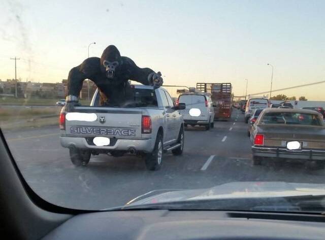 Bildschirmarbeiter - Picdump KW41 2020