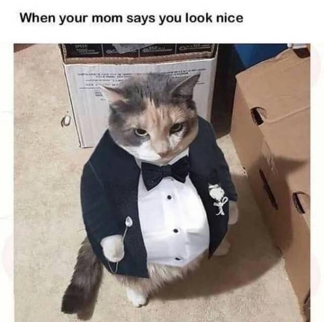 Bildschirmarbeiter - Picdump KW41 2020