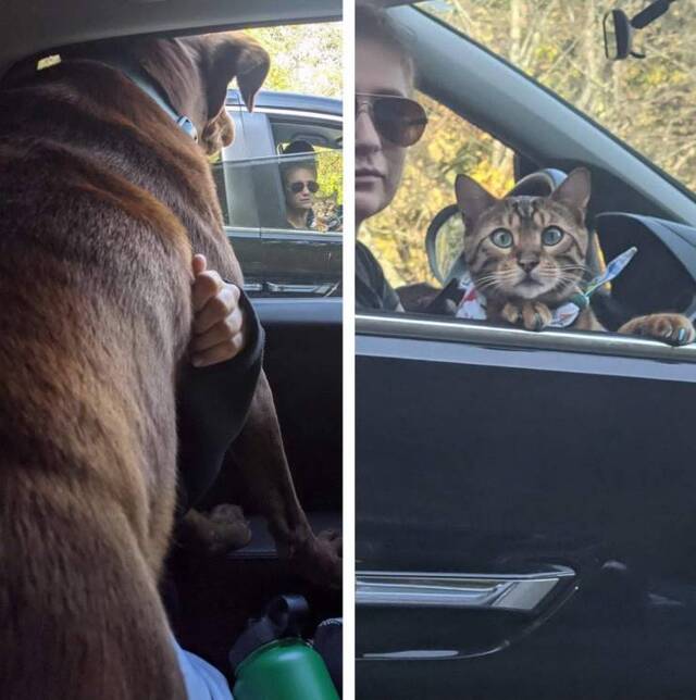 Bildschirmarbeiter - Picdump KW43 2020