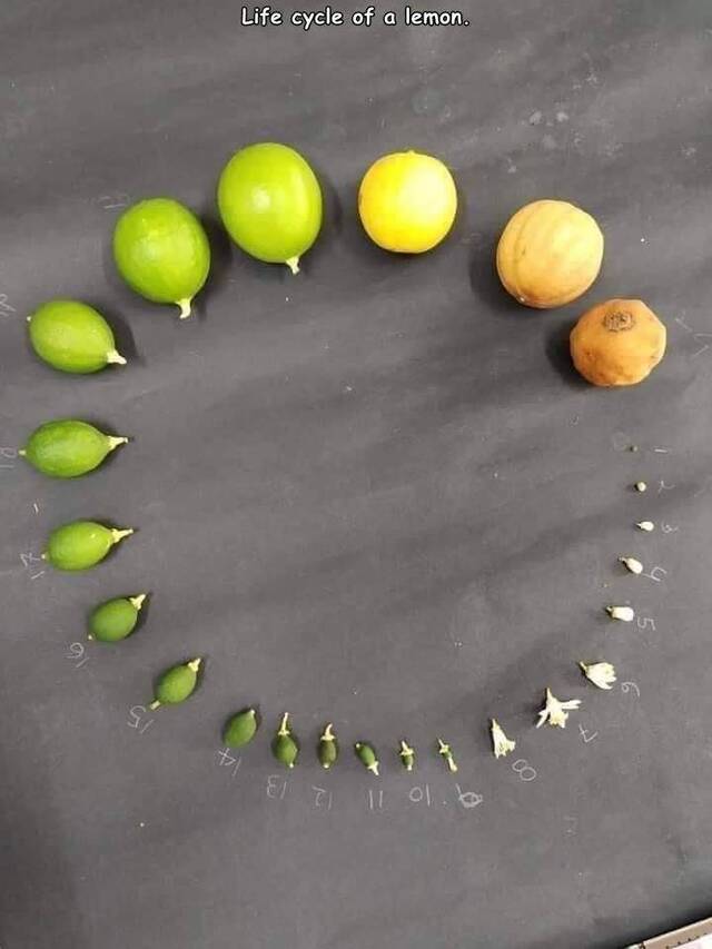 Bildschirmarbeiter - Picdump KW43 2020