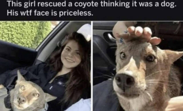 Bildschirmarbeiter - Picdump KW43 2021