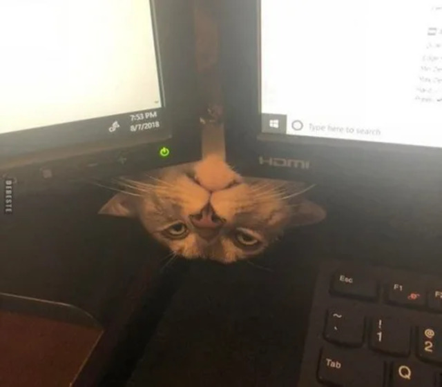 Bildschirmarbeiter - Picdump KW44 2021