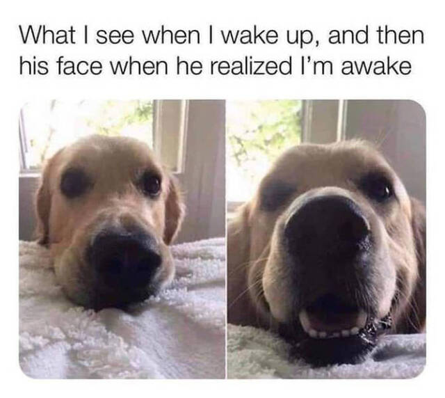 Bildschirmarbeiter - Picdump KW44 2021