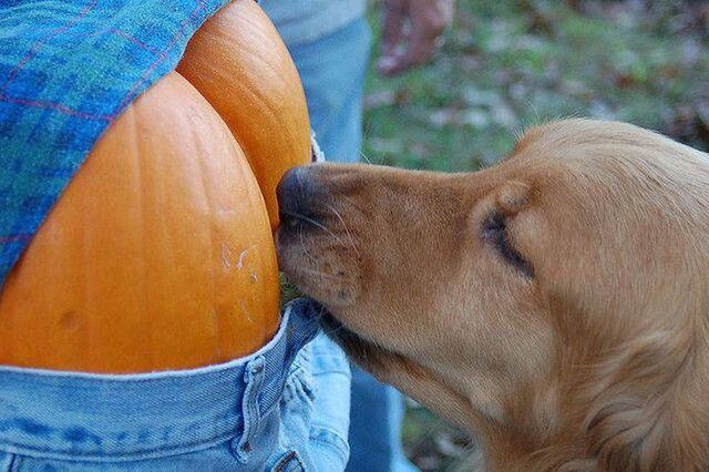 Bildschirmarbeiter - Picdump KW 44/2025