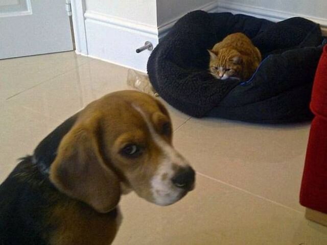 Bildschirmarbeiter - Picdump KW 44/2025